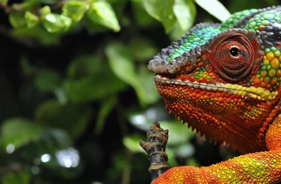 Chameleon Changing Color Macro