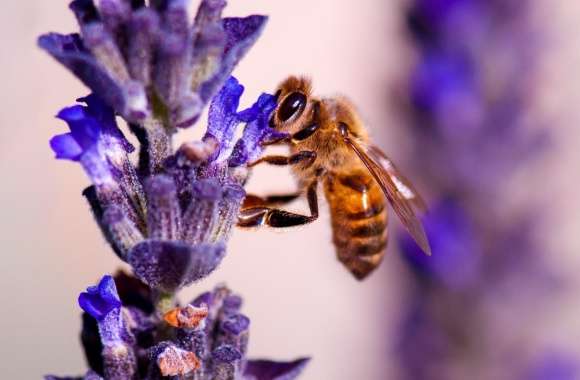 Honey Bee, Lavender