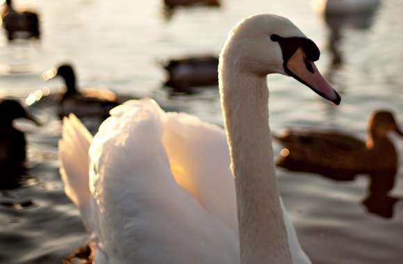 Mute Swan Swimming On A Lake
