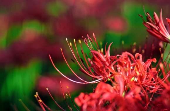 Red Spider Lily, Japan
