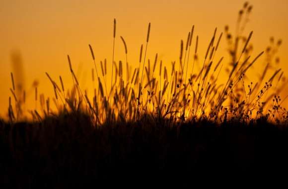Sunset through Grass