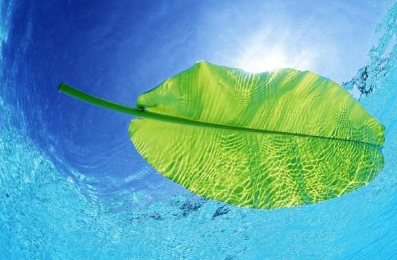 Blue Waters Of A Green Leaf