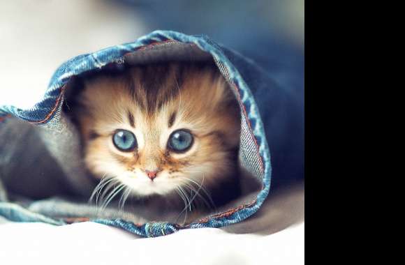 Cute-kitten