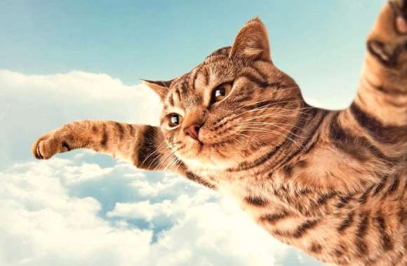 Funny flying cat wallpapers hd quality