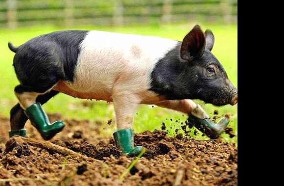 Funny pig with boots