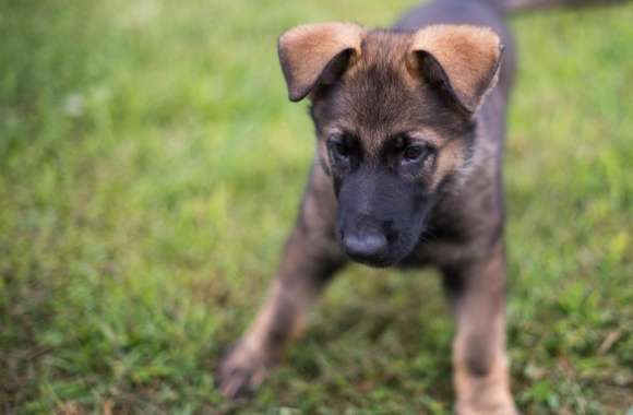German Shepherd Puppy Playing wallpapers hd quality