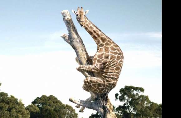 Giraffe fear in tree
