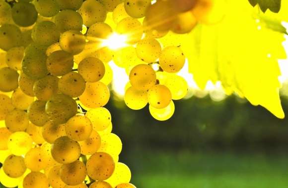 Golden grapes wallpapers hd quality