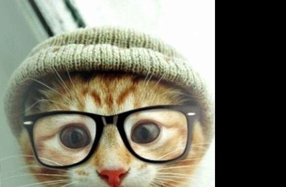 hipster cat wallpapers hd quality
