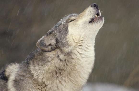 Howling Timber Wolf Temperate North America