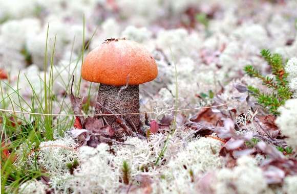 Orange mushroom rising through the autumn leaves