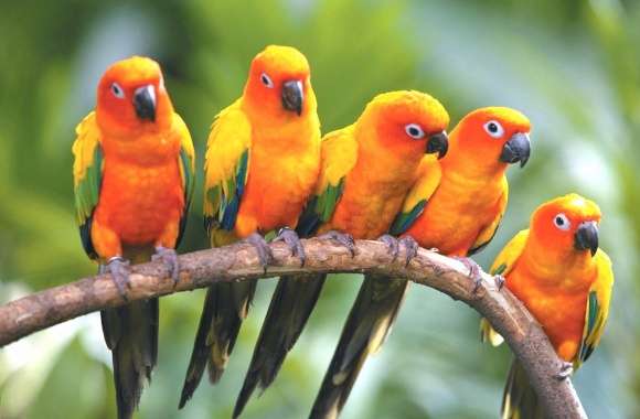 Orange parrots