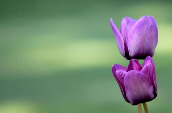 Two Purple Tulips wallpapers hd quality