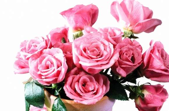 Wet pink roses in the vase
