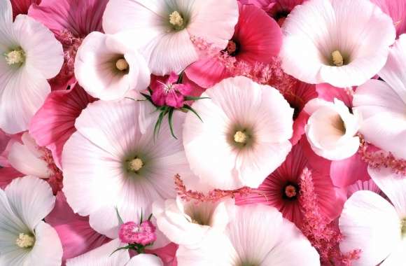 White and pink hollyhocks wallpapers hd quality