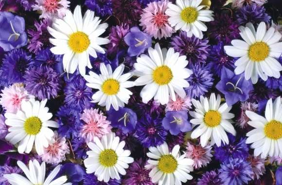 White daisies between the purple flowers