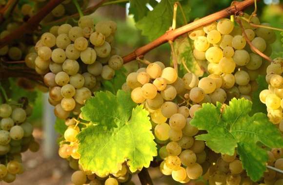 Yellow grapes wallpapers hd quality