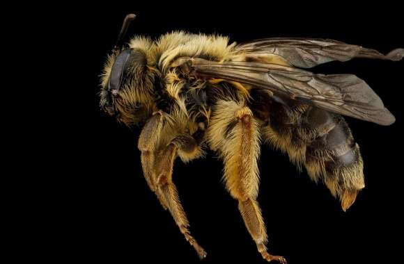 Andrena Helianthi Mining Bee wallpapers hd quality