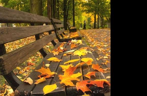 autumn bench wallpapers hd quality