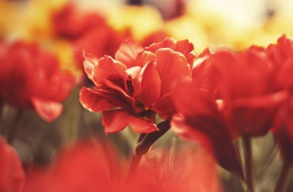 Beautiful Red Flowers wallpapers hd quality
