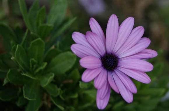 Beautiful Violet Flower