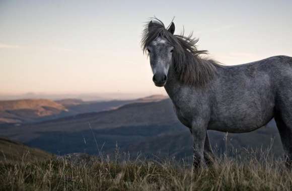 Beautiful Wild Horse wallpapers hd quality