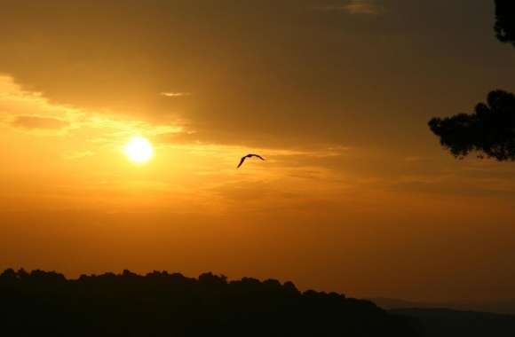 Bird And Sunset