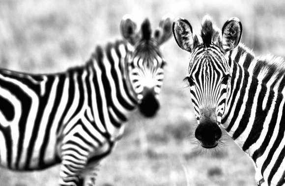 Black and white zebras