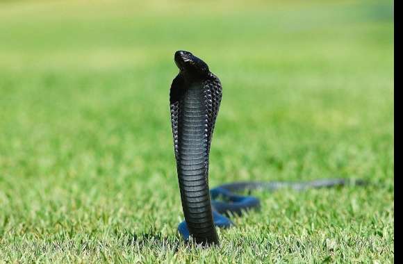 Black cobra snake