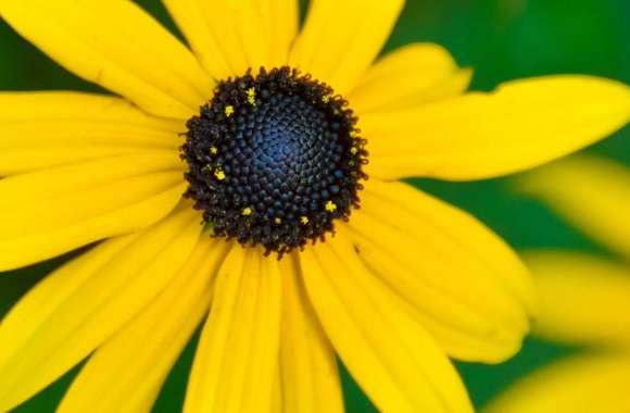 Black Eyed Susan wallpapers hd quality