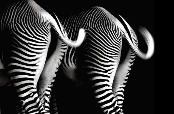 bottom zebras