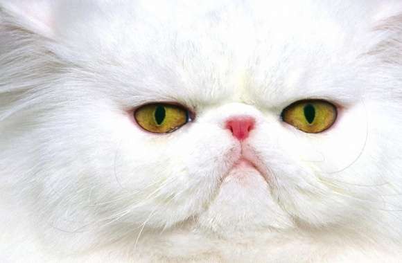 Cat white head