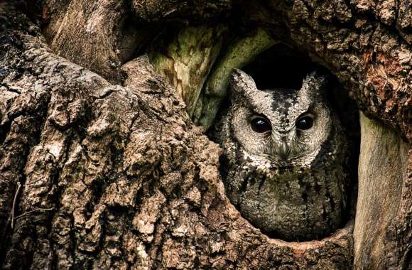 Collared Scops Owl, Nest, Tree Hole