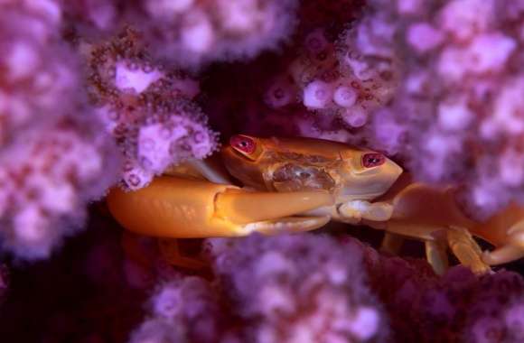 Coral Guard Crab, Red Sea