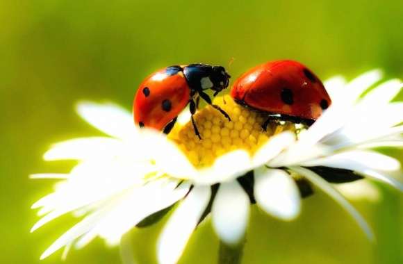 Daisy and two ladybugs wallpapers hd quality