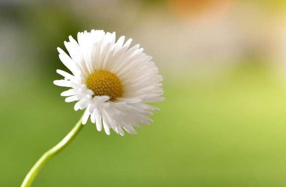 Daisy Super Macro wallpapers hd quality