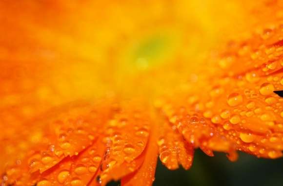 Drops On Orange Petals Macro