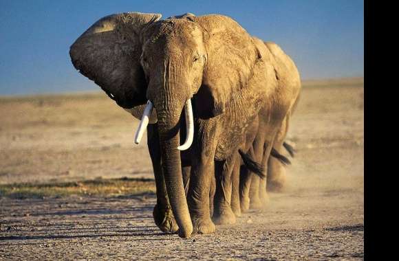 Elephants in single file