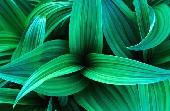 Exotic green leaves wallpapers hd quality