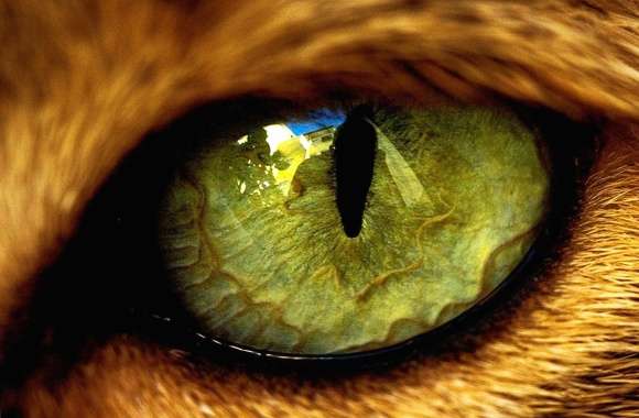 Eye tiger