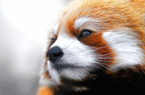 Face red panda