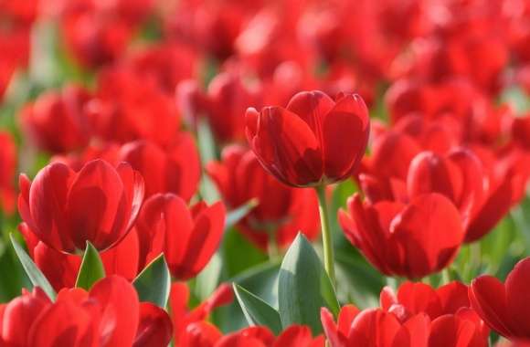 Field Of Red Tulips wallpapers hd quality