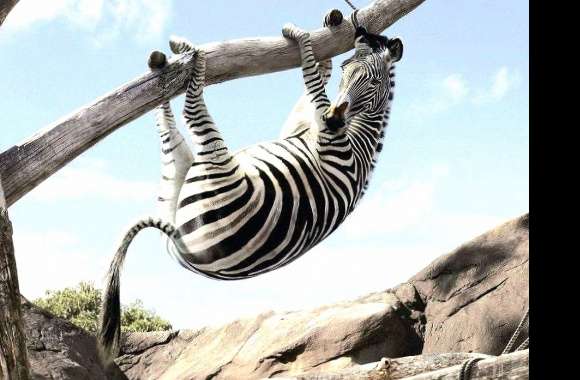 funny fearing zebra wallpapers hd quality