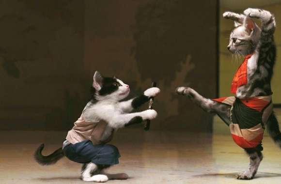 Funny karate cats