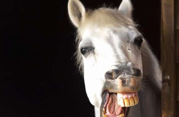 Funny smiling horse wallpapers hd quality