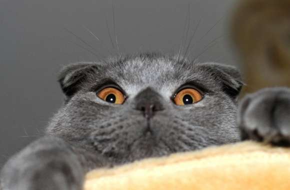 Funny terror eyes cat