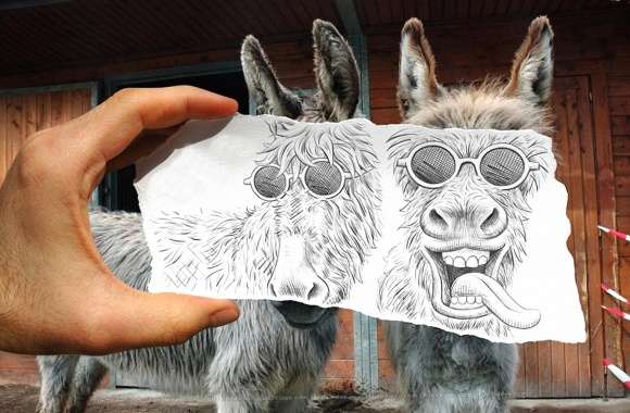Funny two strange donkey