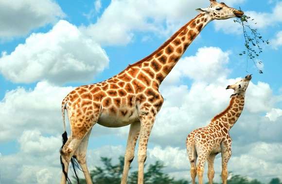 Giraffe mother and son wallpapers hd quality