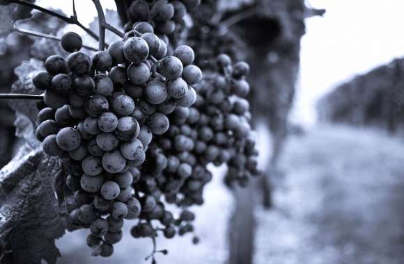 Grapes in vineyeard