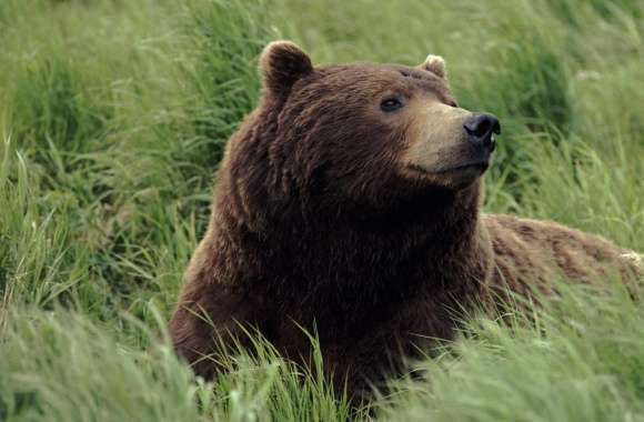 Grizzly Bear Near Mcneil River Alaska